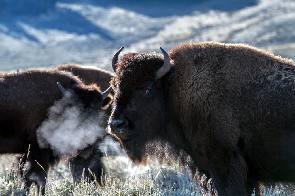 Bison with frosty breath looking at camera.
