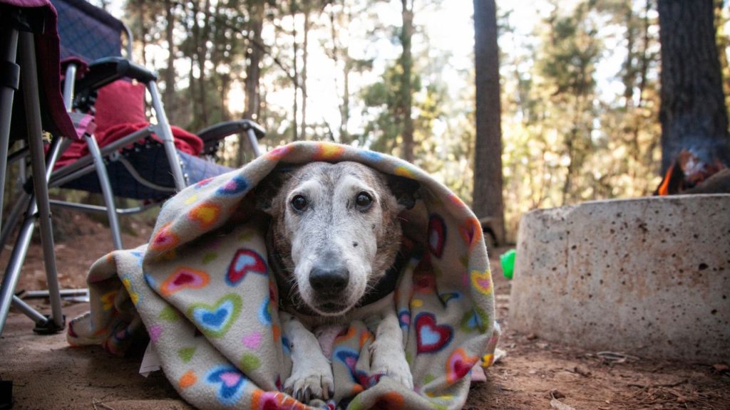 a dog snuggled up in a blanket on a cold day