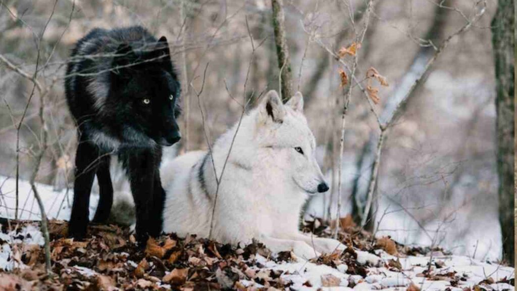 black and white wolves