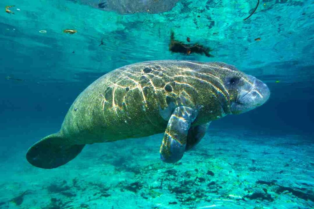manatee under water