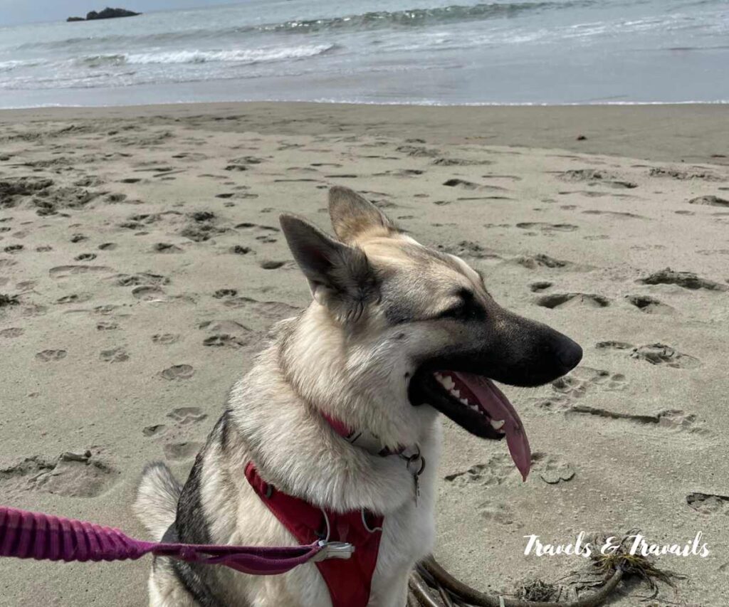 Dog on the Beach Bodega Bay