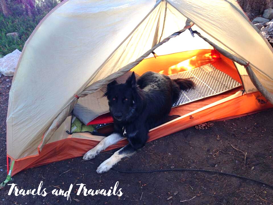 a dog rests in a tent