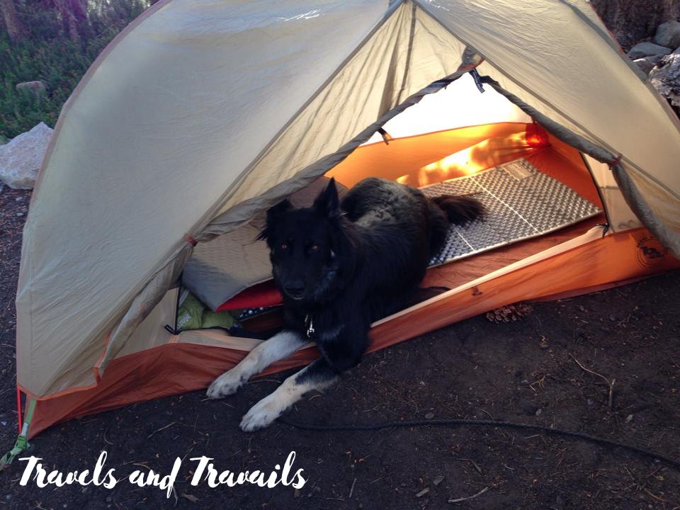 A German shepherd dog in a backpacking tent