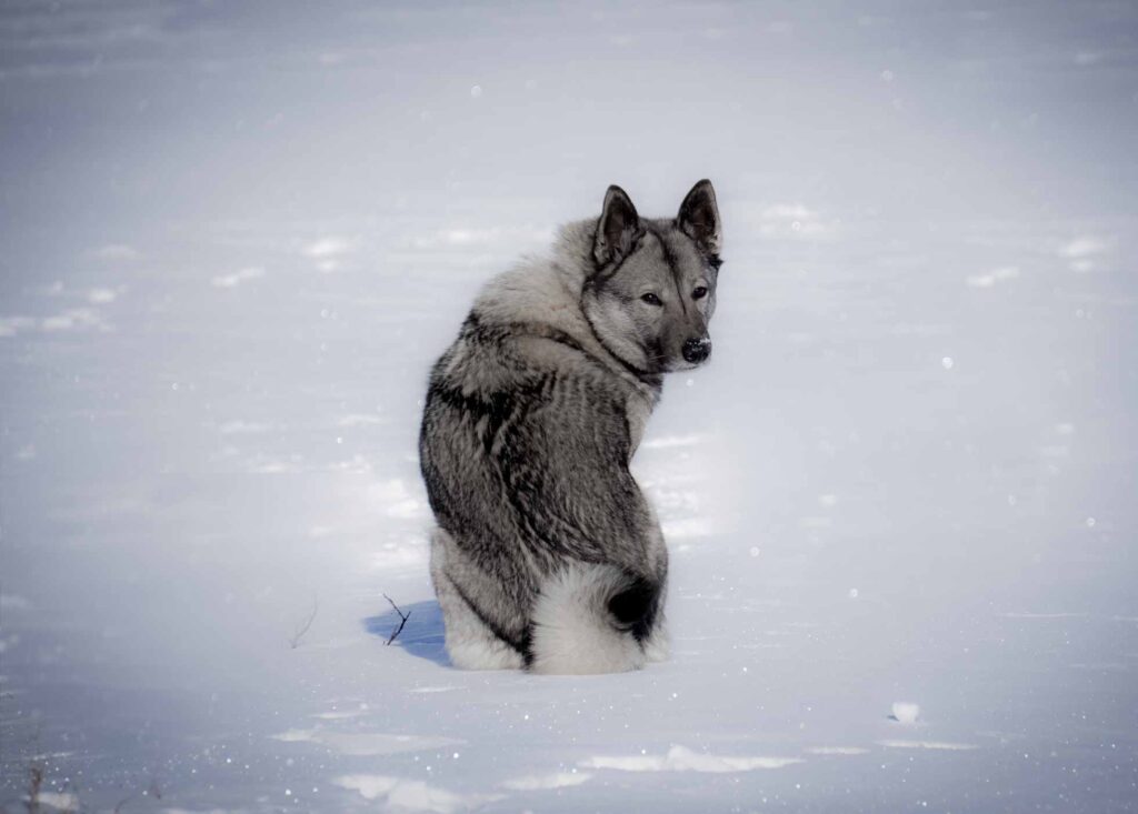 Norwegian Elkhound in the snow