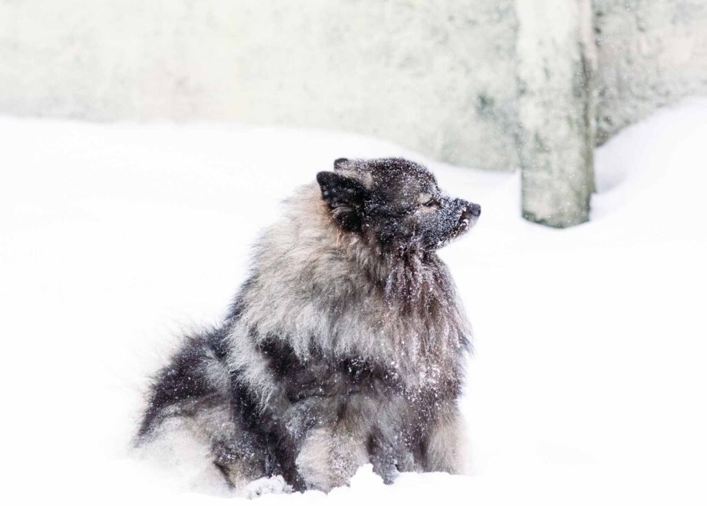 Keeshond  in the snow