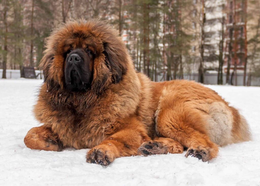 Tibetan Mastiff in the snow 