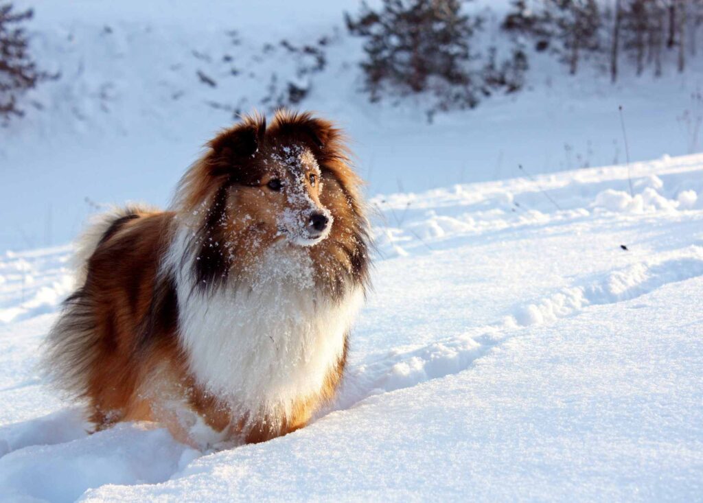Shetland Sheepdog in the snow 