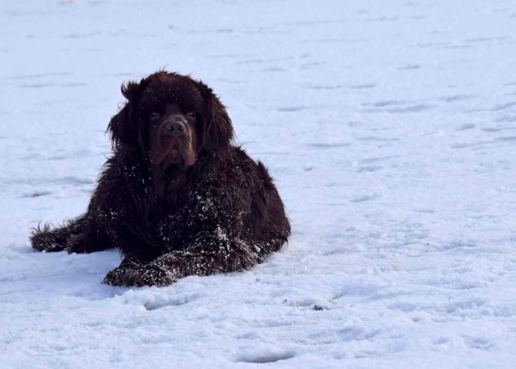 Newfoundland in the snow 