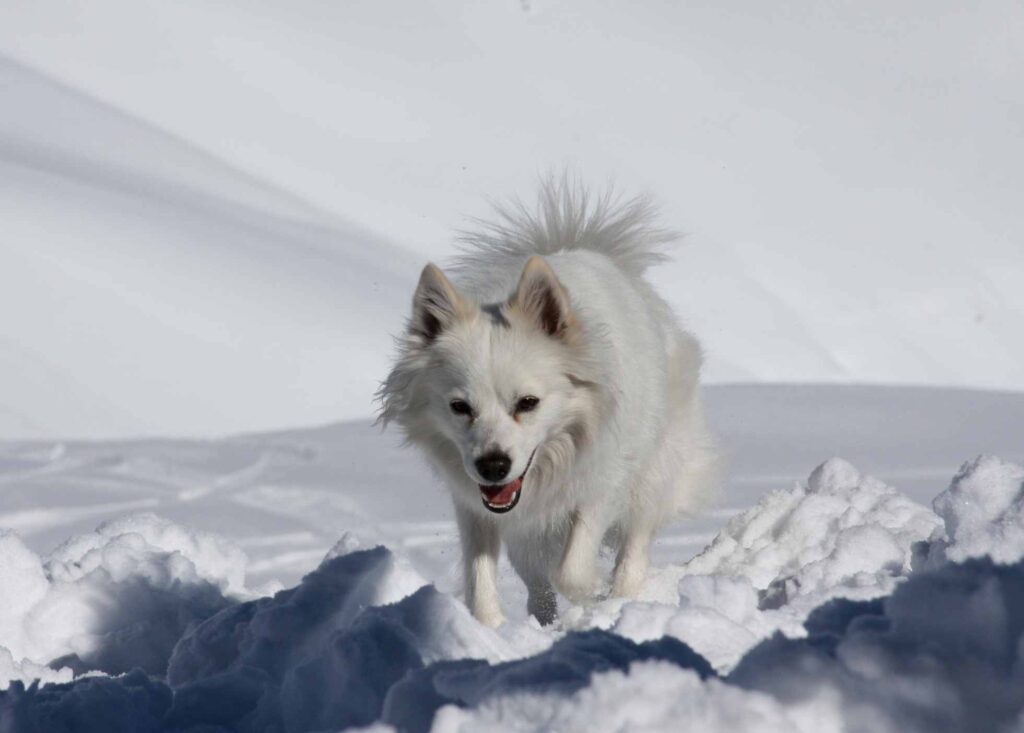 American Eskimo Dog  in the snow 