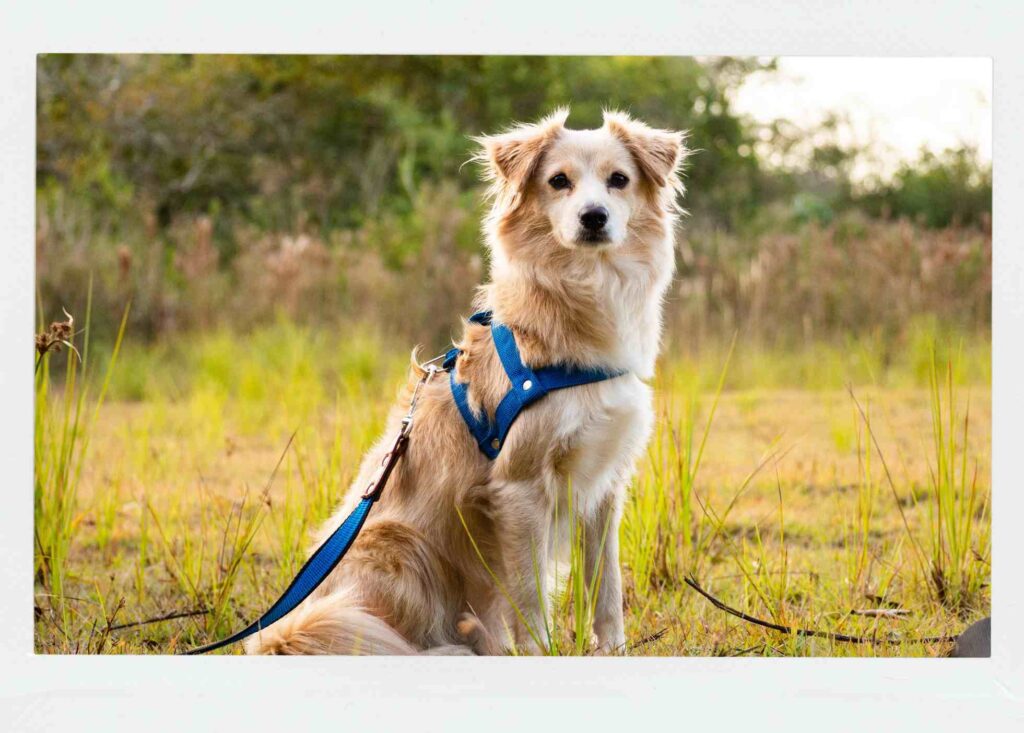 photo of a dog on a leash in a harness