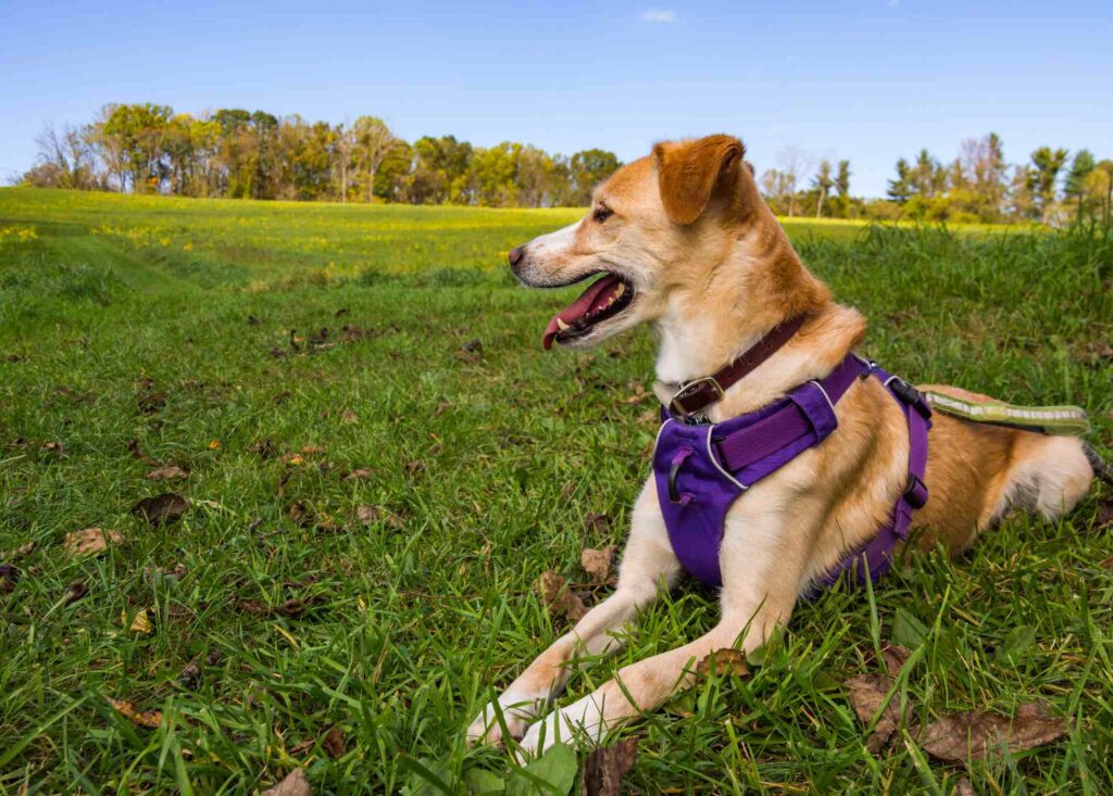 dog lays on the grass with leash and harness