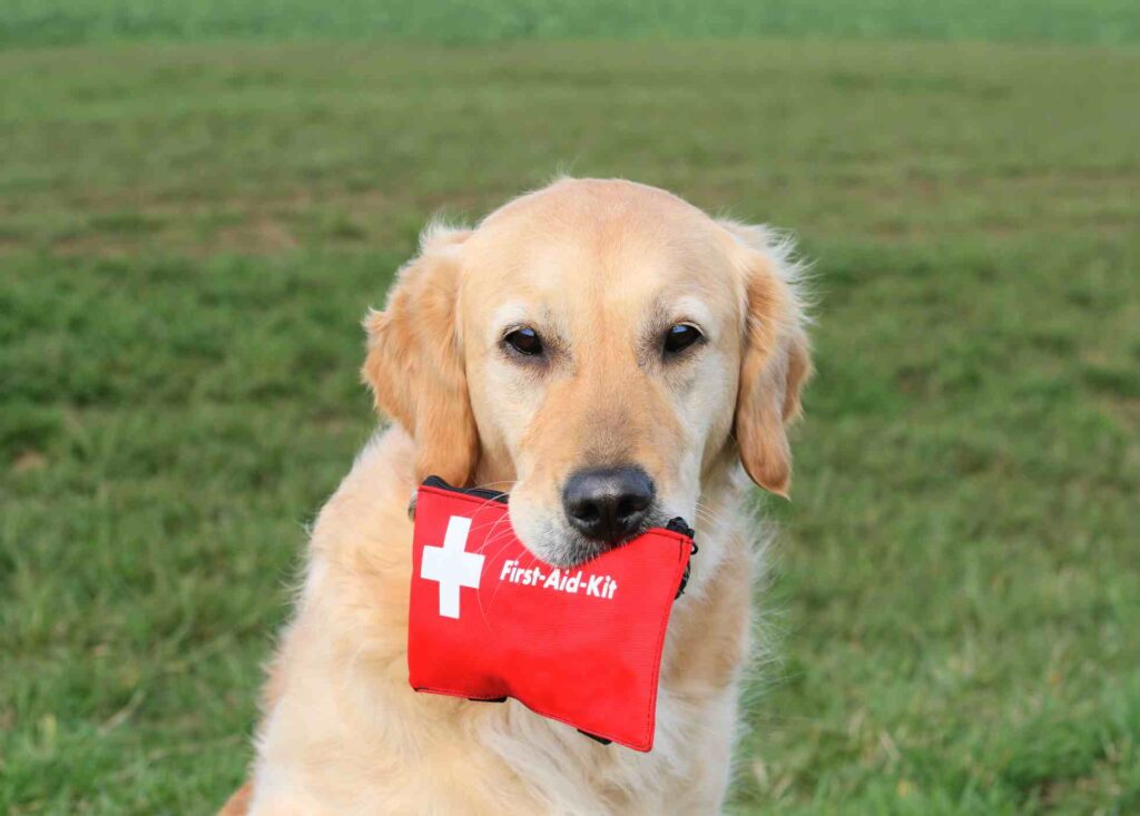 dog holds a first aid kit