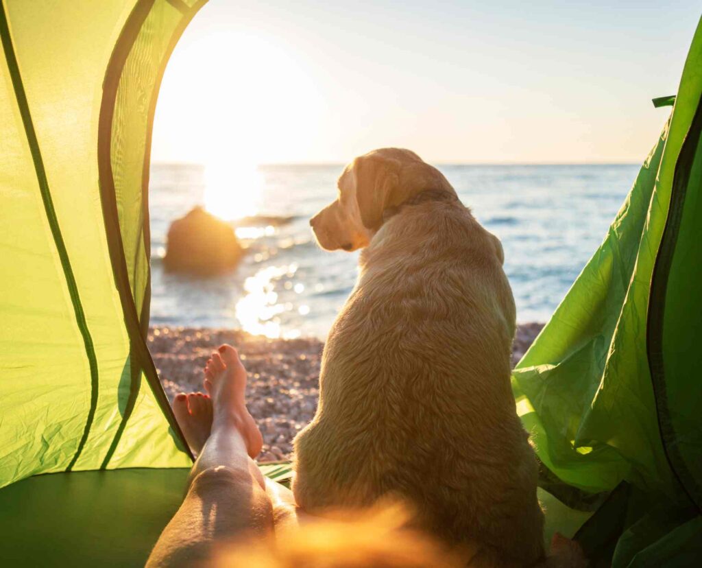 a dog looks at the beach from a tent