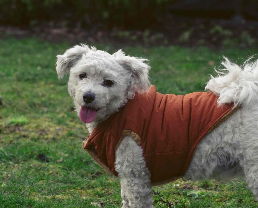 a dog with a jacket