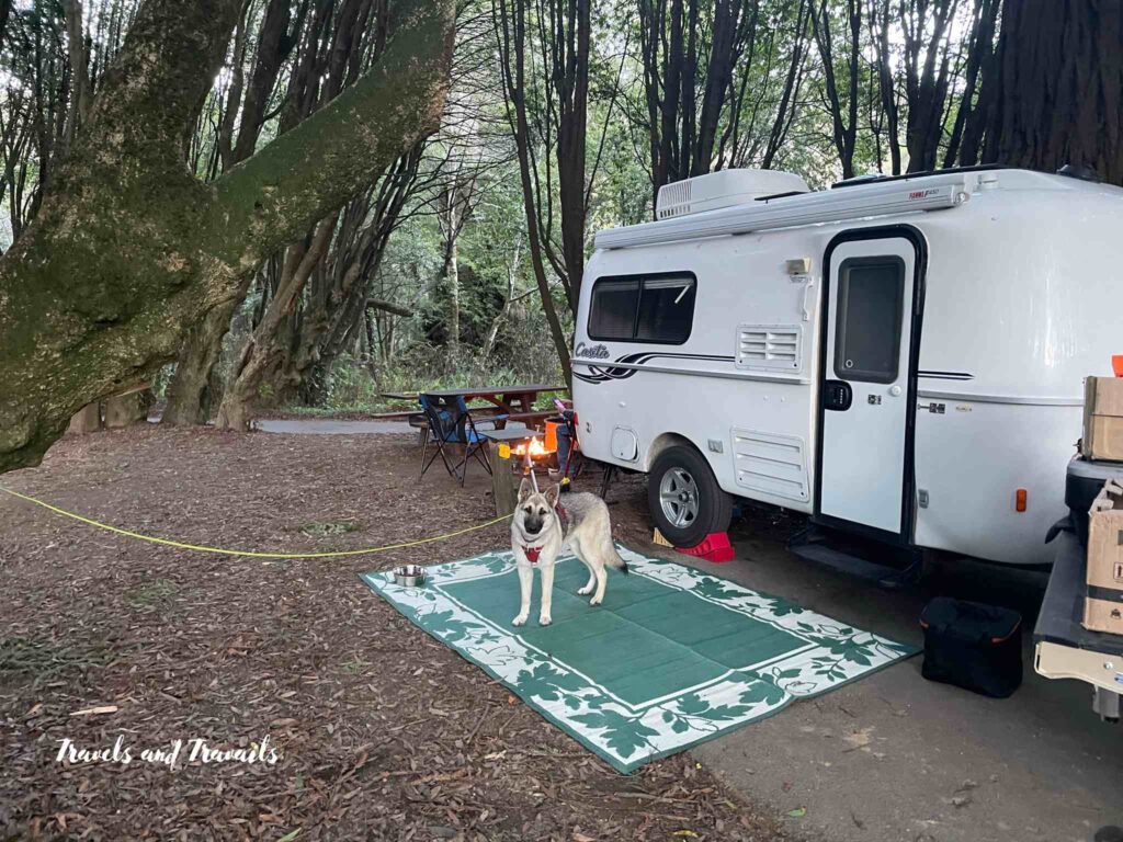 a German shepherd on a tie out in a campsite