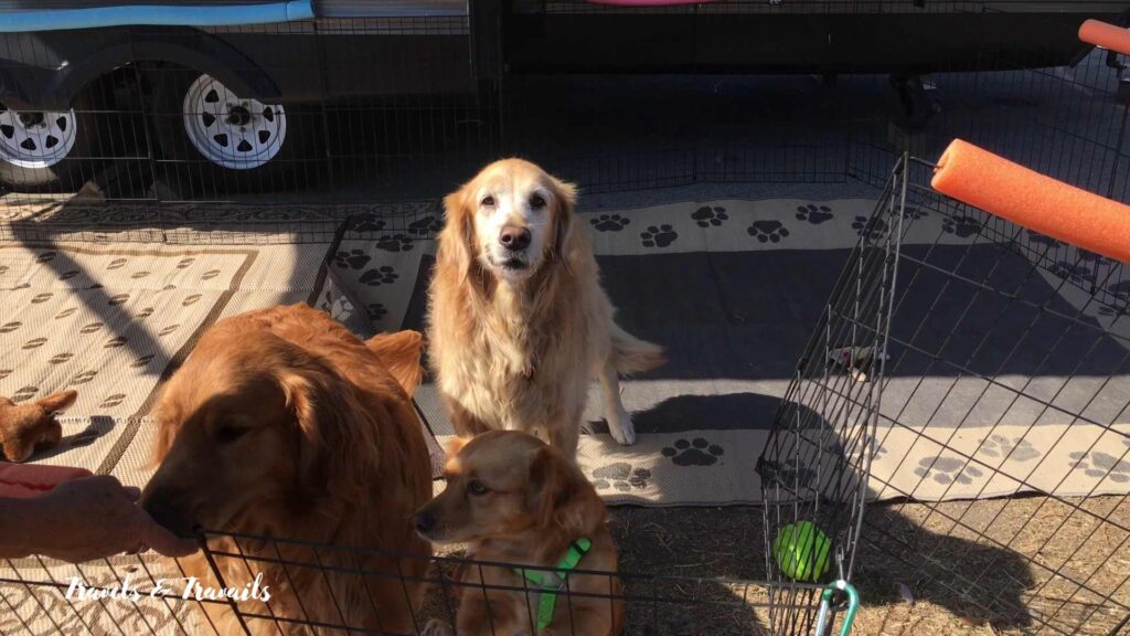 three dogs fenced near the rv