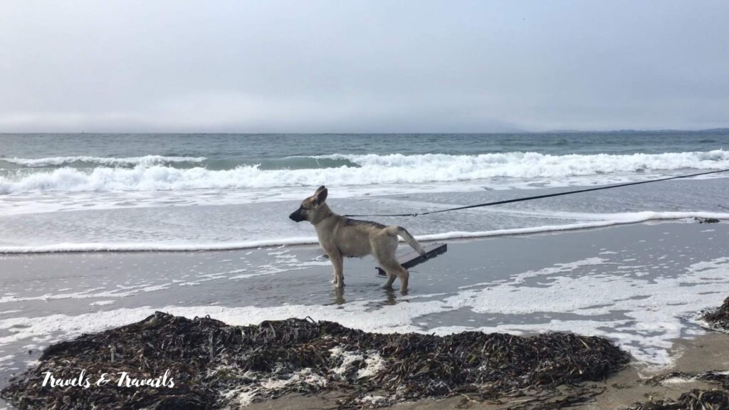 Dog on the beach Lawsons Landing, Dillon Beach
