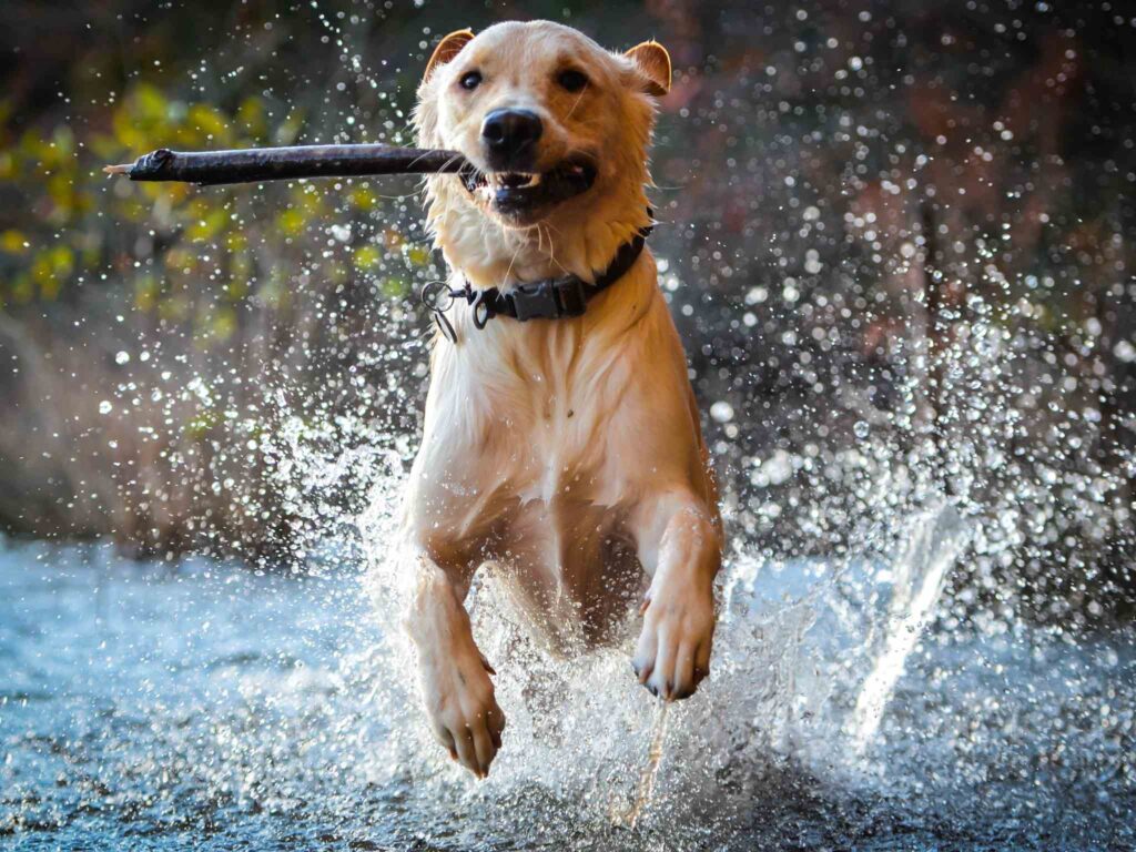 a dog runs through the water with a stick